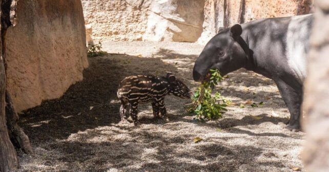 Cría de tapir malayo junto a su madre en Bioparc Fuengirola tras el primer nacimiento de esta especie en España.