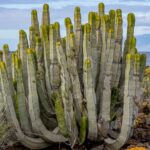 Un fossile de cardonal vieux de 312 000 ans découvert à Tenerife et révèle comment la végétation a changé