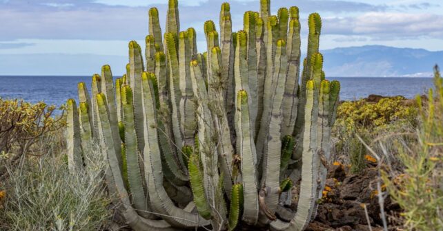Descubren cardonal fósil de 312.000 años en Tenerife