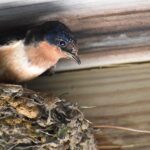 Un homme de 78 ans a décidé de supprimer certains nids qui se trouvaient dans sa maison mais maintenant SEPRONA lui a infligé une amende et il devra payer 200 000 euros