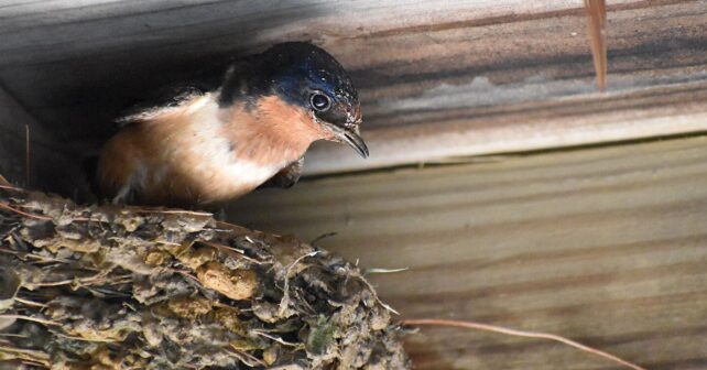 Golondrina común en su nido de barro bajo el alero de una vivienda, especie protegida en España.