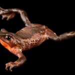 Un juge paralyse une autoroute à cause de l'apparition d'un animal disparu depuis 30 ans