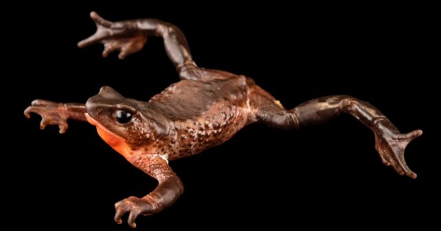 Sapo jambato (Atelopus ignescens), especie andina de Ecuador redescubierta tras décadas considerada extinta.