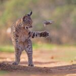 Un lynx ibérique en Espagne remporte le prix public de photographie animalière 2026 parmi plus de 60 000 images