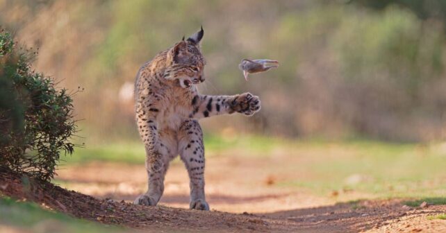 Un lince ibérico en España gana el premio del público de fotografía de vida silvestre 2026