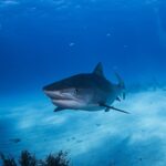 Un requin de 399 ans a été surpris en train de nager dans l'océan Arctique et les biologistes n'arrivent pas à y croire car il est né en 1697.