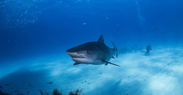 Tiburón nadando en el océano, imagen representativa del tiburón de Groenlandia de casi 400 años.