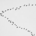 Une étude confirme que les zones où l'on achète davantage de pesticides abritent moins d'oiseaux et confirment des effets négatifs sur 84 % des espèces.