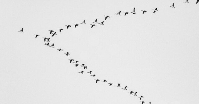 Bandada de aves volando sobre un campo agrícola, símbolo del descenso de aves asociado al uso de pesticidas.