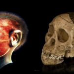 Une nouvelle espèce découverte en Égypte change l'origine des singes modernes