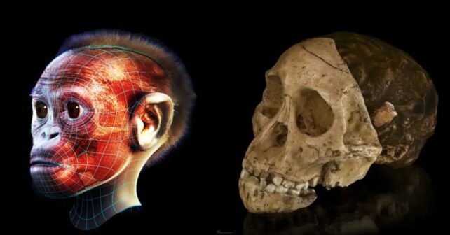 ALT: Descubren en Egipto una nueva especie que cambia el origen de los simios modernos