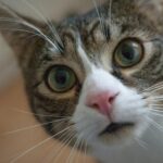 Votre chat ne jette pas des choses hors de chez vous pour s'amuser, il le fait pour une raison biologique et au fond c'est attachant.