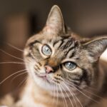 Votre chat ne vous lèche pas seulement parce qu'il vous aime beaucoup : la vraie raison pour laquelle il le fait, selon les experts