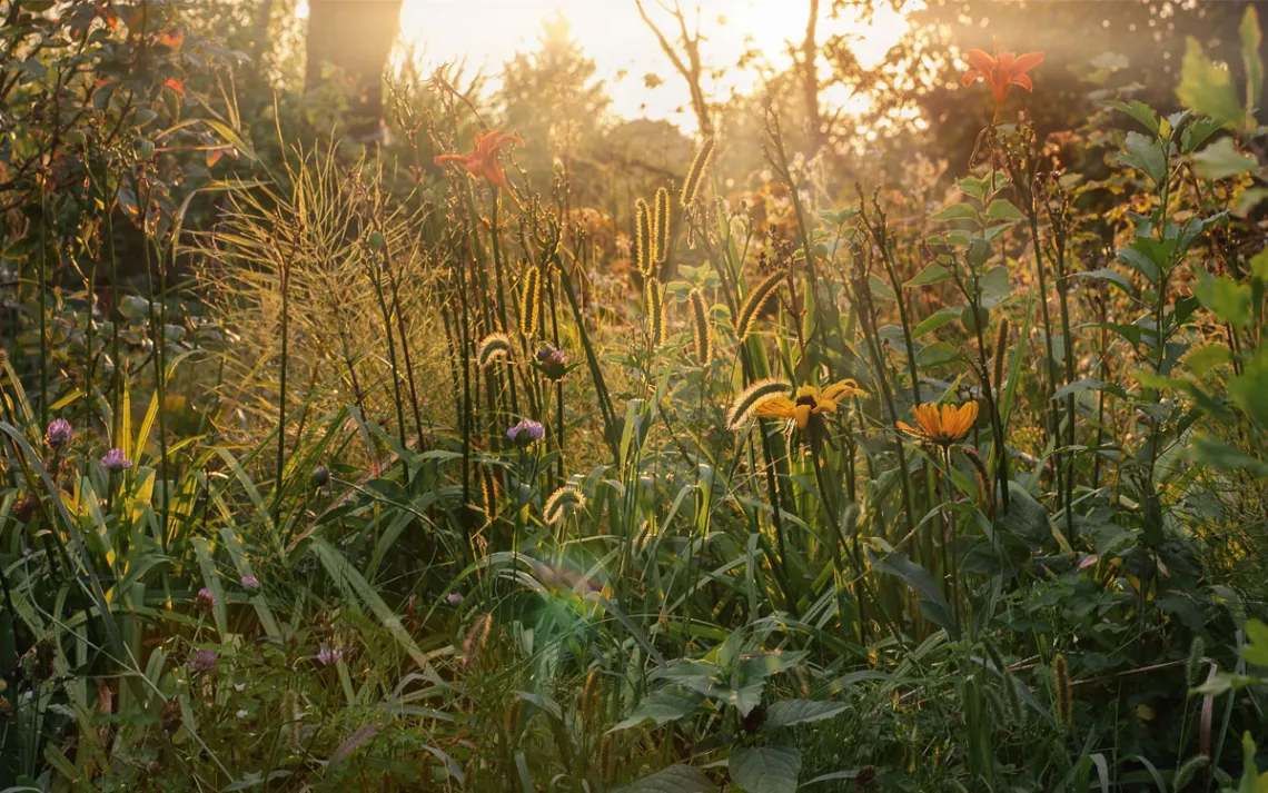 Un gros plan d'une prairie de soirée d'été avec des herbes et des fleurs de jardin.