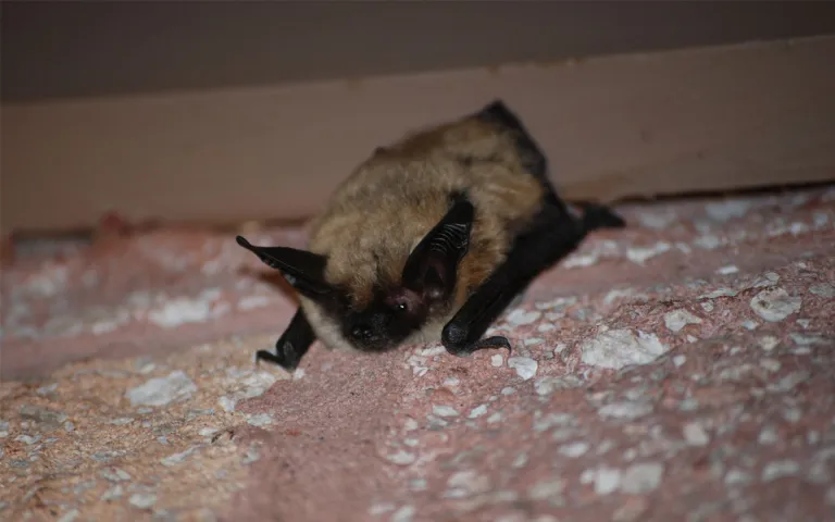 Une chauve-souris nichée sur le côté d'une maison. 