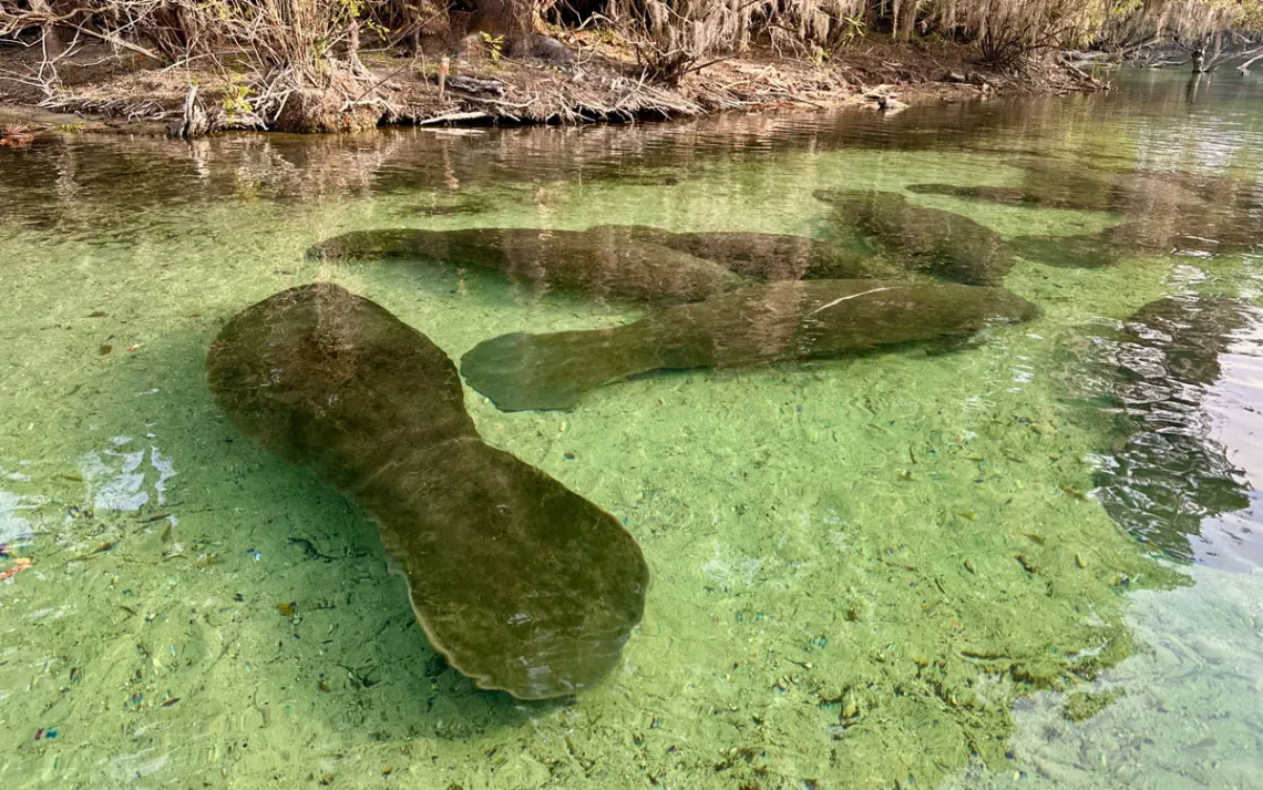 Lamantins au ralenti dans les eaux cristallines du parc national de Blue Spring.