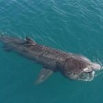 Alerte en Espagne après l'observation d'un requin de 10 mètres de long à moins d'un kilomètre des côtes catalanes