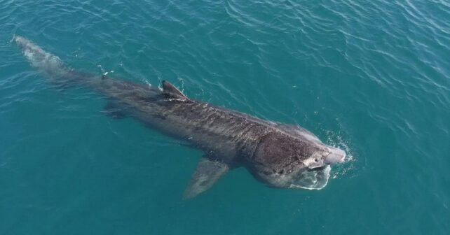 Tiburón peregrino gigante nadando en superficie cerca de la costa catalana.