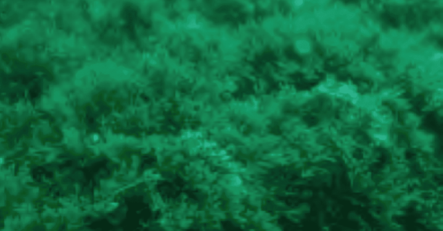 alga asiática en Andalucía