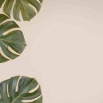 Álvaro Pedrera, expert en plantes, donne l'astuce pour faire pousser Monstera plus vite : « Ce sera comme les emmener à la salle de sport »