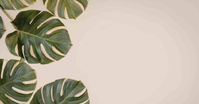 Hojas de monstera deliciosa grandes y sanas tras usar tutor de musgo para estimular su crecimiento.