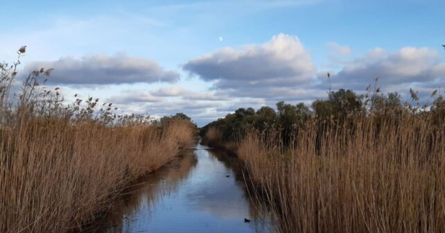 mejoras en s’Albufera de Mallorca