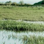 Avenir des Tables Daimiel sans transferts : engagement pour la récupération des aquifères