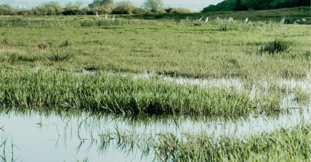 futuro de las Tablas de Daimiel sin trasvases