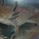 Axolotl mexicain trouvé au Pays de Galles : la découverte surprenante d'une fillette de 10 ans