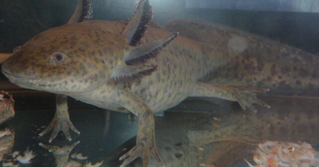 ajolote mexicano encontrado en Gales