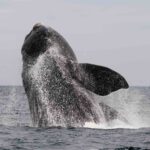 Barcelone célèbre une étape étonnante : une baleine de 18 mètres est aperçue sur la côte à 12 milles du port