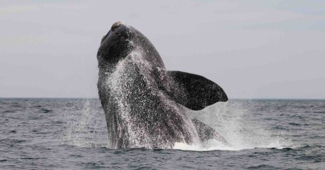 Ballena rorcual común de 18 metros saltando frente a la costa de Barcelona durante un avistamiento en el Mediterráneo.