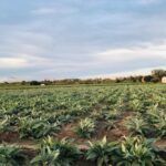 Barcelone perd plus de 70% de ses terres agricoles et met en garde contre son impact