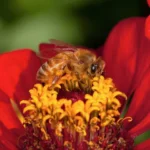 Ce qu'il ne faut pas faire lors de la création d'un espace pour la faune