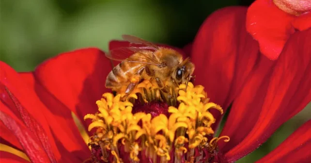 Une abeille se pose sur une fleur