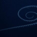 Cela ressemble à un film mais ils confirment qu'une créature de 47 mètres vit dans l'océan depuis l'époque de Napoléon.