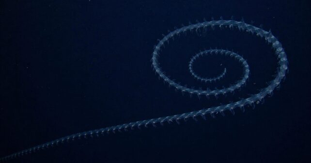 Sifonóforo gigante en espiral de 47 metros grabado en el océano profundo frente a Ningaloo, Australia.