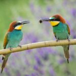 Cela ressemble à un simple oiseau mais le guêpier européen va sauver l'Espagne : c'est le plus grand prédateur de la guêpe asiatique