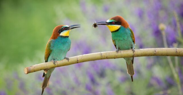 Abejarucos europeos capturando insectos en vuelo, depredadores naturales de la avispa asiática en España.