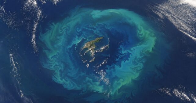 Anillo de fitoplancton captado por satélite alrededor de las islas Chatham en el océano Pacífico.