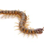 Cela semble dangereux, mais si vous voyez une araignée mille-pattes dans votre maison, ne pensez même pas à l'écraser : c'est la meilleure solution contre les parasites dans votre maison.