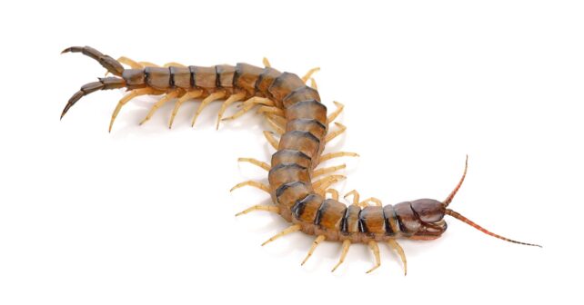 Ciempiés doméstico Scutigera coleoptrata en casa, insecto que elimina plagas y aparece en zonas húmedas.