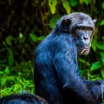 Chimpanzés dans un conflit meurtrier : une étude révèle comment un groupe s'est divisé et a abouti à une violence extrême