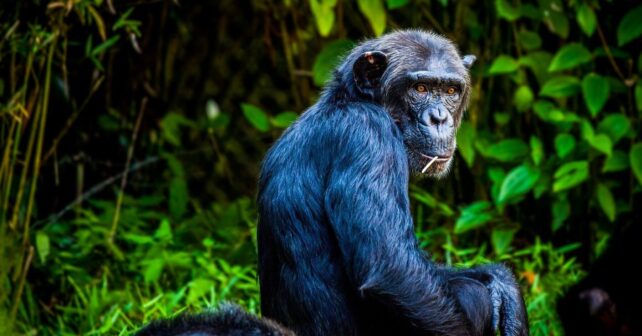 chimpancés conflicto letal