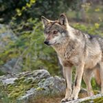 Cinq groupes de loups sont détectés dans le Géoparc de Las Loras et le débat sur l'élevage rouvre après deux ans d'étude