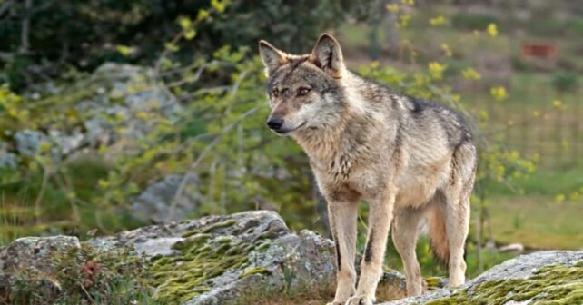 Detectan cinco grupos de lobos en el Geoparque de las Loras y reabre el debate con la ganadería