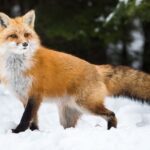 Combien de temps vit un renard roux ? La réponse surprend même les chasseurs