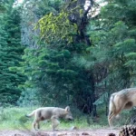 Comment la langue façonne la lutte contre les loups