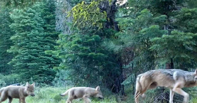 Une mère louve et ses deux chiots surpris en train de marcher le long d'un chemin grâce à une caméra de surveillance.