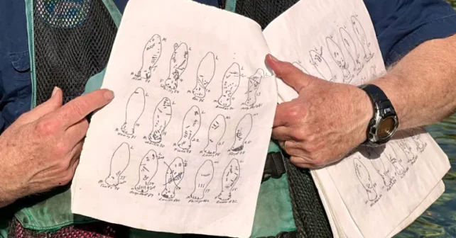 Les croquis du lamantin de Wayne avec des notes de cicatrices.